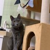 小川ひな