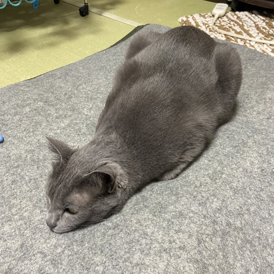 小川ひなのカバー写真