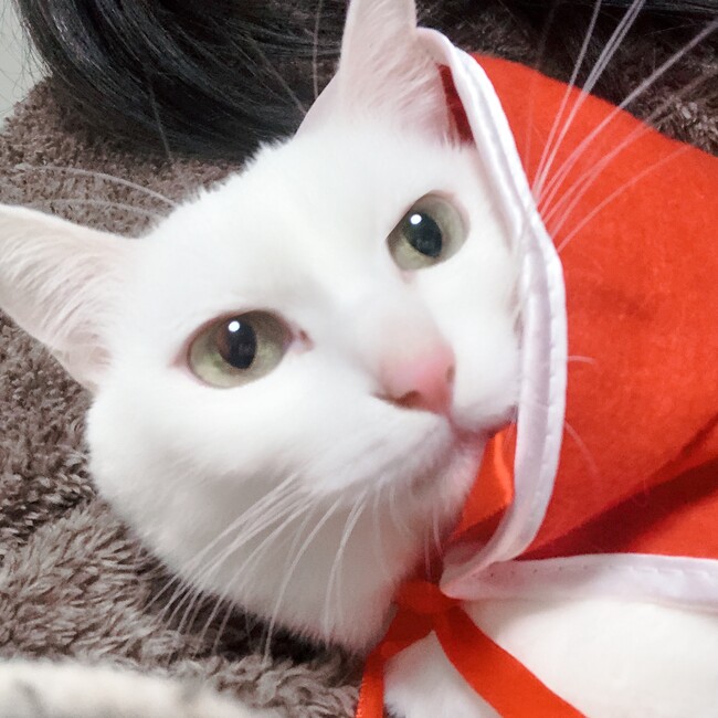 しーちゃん7のカバー写真