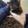 ねこまる_06