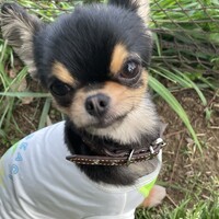 タント