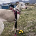 ブリーダー放棄からの保護犬