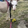 ブリーダー放棄からの保護犬 サムネイル2