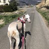 ブリーダー放棄からの保護犬 サムネイル3