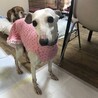 ブリーダー放棄からの保護犬 サムネイル4