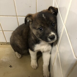 3匹兄妹の子犬たちです。3、4