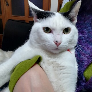 怖がりだけど　慣れると甘えん坊の福ちゃん