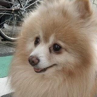 ポメラニアン♂ブンブン推定7～8歳