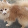 ポメラニアン♂ブンブン推定7～8歳 サムネイル3