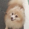 ポメラニアン♂ブンブン推定7～8歳 サムネイル4