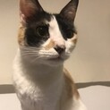 【トライアル決定】甘えっこの三毛猫サクラちゃん