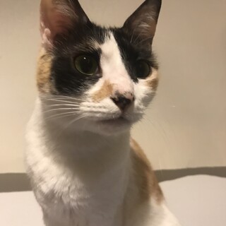 【トライアル決定】甘えっこの三毛猫サクラちゃん