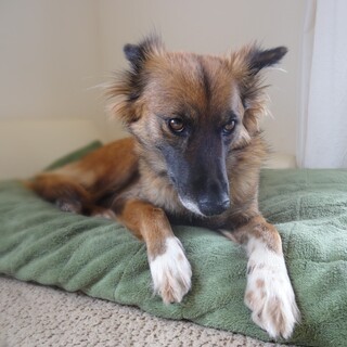 控えめな女の子「フラン」