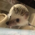 ハリネズミ　♂