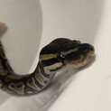ボールパイソン　♂