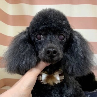 神流（かんな）ドワーフ体型の穏やかちゃん♪