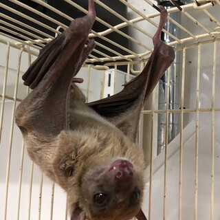 フルーツコウモリ