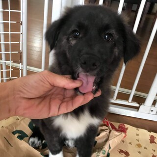 (再募集)生後3か月仔犬 女の子