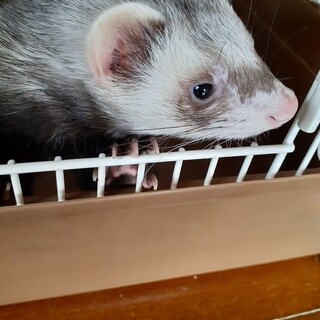 1歳のフェレットです。