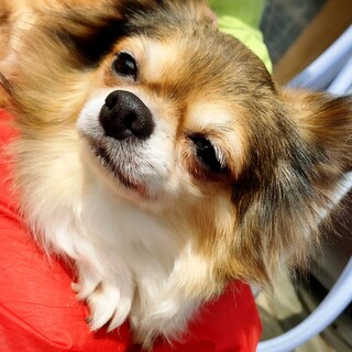 北海道が募集対象のすべてのペット里親募集情報 ペットのおうち 月間利用者150万人