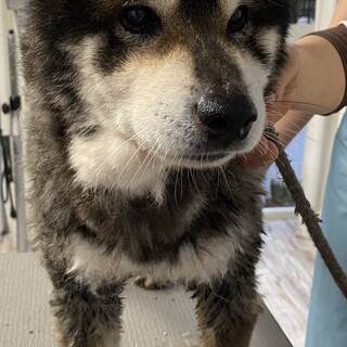 ☆おっとり柴犬の男の子♂☆