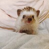 チャチャ子