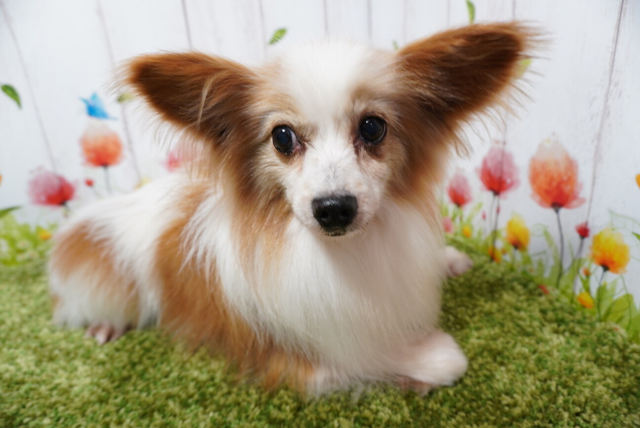 優しいお顔のパピヨン シ 東京都 犬の里親募集 ペットのおうち 月間利用者150万人 優しいお顔のパピヨン シ 東京都 犬の里親募集 ペットのおうち 月間利用者150万人