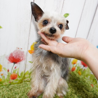 小さなヨーキー、ロビンくん