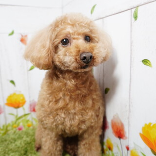 募集一時ストップてんすけくん