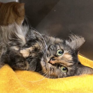 ふわふわサビ美猫いっちゃんこ