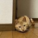 甘えん坊すぎ☆琥珀くん