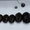 クサガメの里親になって下さい
