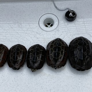 クサガメの里親になって下さい