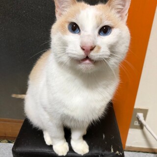 ブルーの瞳☆ココアくん