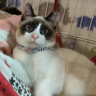 正式譲渡になりました(*^^*)あまりんちゃん