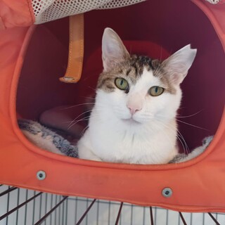 亀子1歳♡甘えん坊になりました。