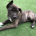 (再募集)生後3か月仔犬 男の子