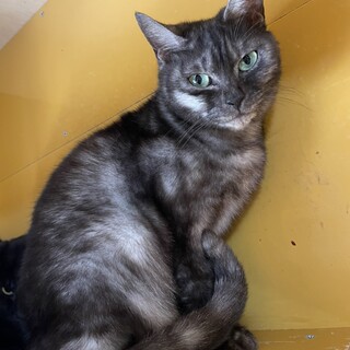 ありがとうございました★スモーキーブラックルーシー