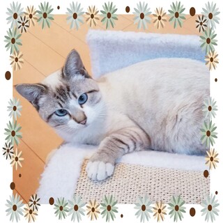 青い瞳のマッシュ！交渉中。