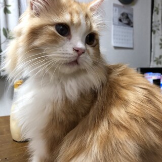 ラガマフィン8ヶ月