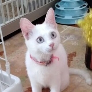 元気なお転婆娘、白猫チャッピーちゃん！