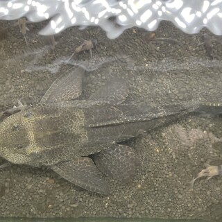 セルフィンプレコ