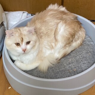 繁殖屋倒産レスキューの子です。