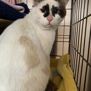 ありがとうございました★シャムミックスの可愛い坊や