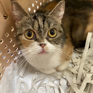 おめめまん丸ごまちゃん