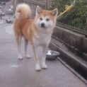 秋田犬5歳女の子