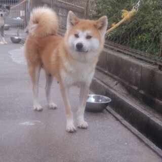 秋田犬5歳女の子