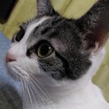 三毛猫の女の子