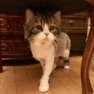 元気で人懐っこくフレンドリー優しい甘えん坊