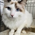 【ふわふわゴージャス】シャムミックスの王子くん